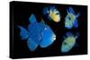 Blue / Rippled triggerfish composite image, Indonesia-Georgette Douwma-Stretched Canvas
