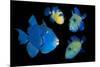 Blue / Rippled triggerfish composite image, Indonesia-Georgette Douwma-Mounted Photographic Print