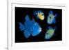 Blue / Rippled triggerfish composite image, Indonesia-Georgette Douwma-Framed Photographic Print