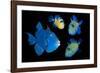 Blue / Rippled triggerfish composite image, Indonesia-Georgette Douwma-Framed Photographic Print