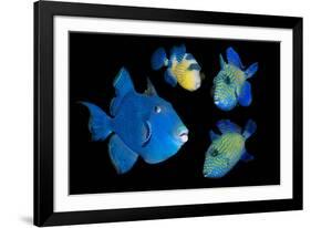 Blue / Rippled triggerfish composite image, Indonesia-Georgette Douwma-Framed Photographic Print