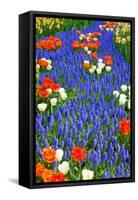 Blue River of Muscari Flowers in Holland Garden-neirfy-Framed Stretched Canvas