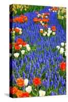 Blue River of Muscari Flowers in Holland Garden-neirfy-Stretched Canvas