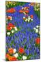 Blue River of Muscari Flowers in Holland Garden-neirfy-Mounted Photographic Print
