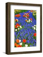 Blue River of Muscari Flowers in Holland Garden-neirfy-Framed Photographic Print