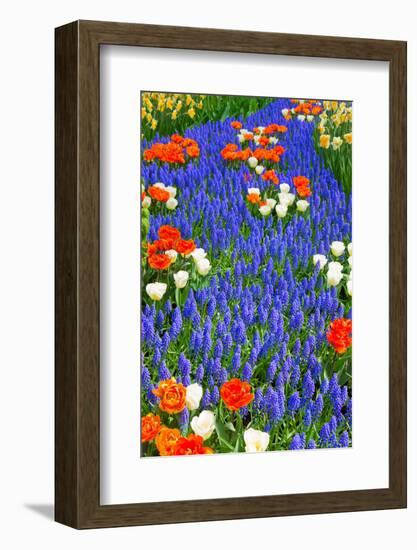 Blue River of Muscari Flowers in Holland Garden-neirfy-Framed Photographic Print