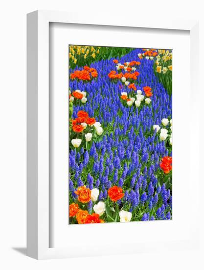 Blue River of Muscari Flowers in Holland Garden-neirfy-Framed Photographic Print