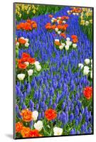 Blue River of Muscari Flowers in Holland Garden-neirfy-Mounted Photographic Print