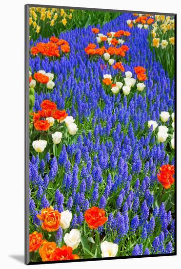 Blue River of Muscari Flowers in Holland Garden-neirfy-Mounted Photographic Print