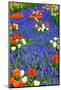 Blue River of Muscari Flowers in Holland Garden-neirfy-Mounted Photographic Print