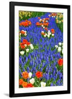 Blue River of Muscari Flowers in Holland Garden-neirfy-Framed Photographic Print