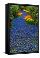 Blue River of Muscari Flowers-neirfy-Framed Stretched Canvas