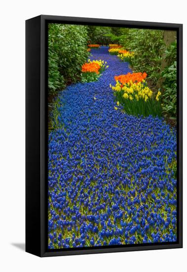 Blue River of Muscari Flowers-neirfy-Framed Stretched Canvas