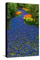 Blue River of Muscari Flowers-neirfy-Stretched Canvas
