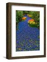 Blue River of Muscari Flowers-neirfy-Framed Photographic Print