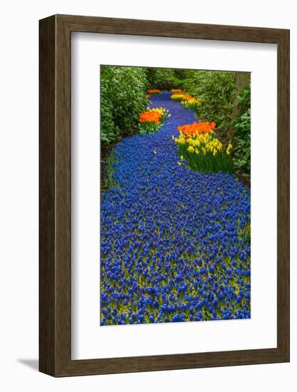 Blue River of Muscari Flowers-neirfy-Framed Photographic Print