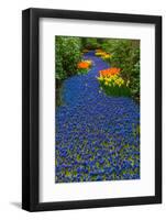 Blue River of Muscari Flowers-neirfy-Framed Photographic Print