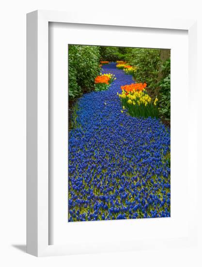 Blue River of Muscari Flowers-neirfy-Framed Photographic Print