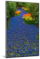 Blue River of Muscari Flowers-neirfy-Mounted Photographic Print