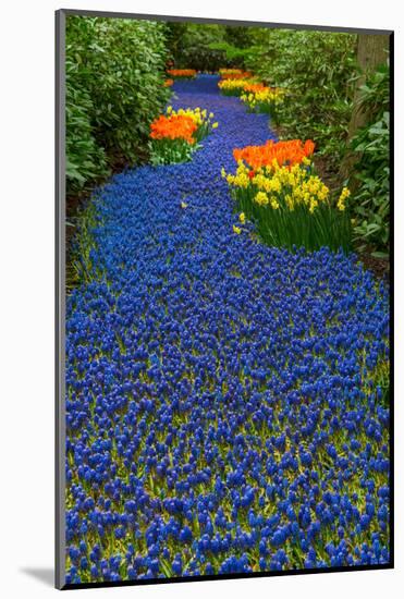 Blue River of Muscari Flowers-neirfy-Mounted Photographic Print