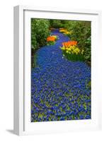 Blue River of Muscari Flowers-neirfy-Framed Photographic Print