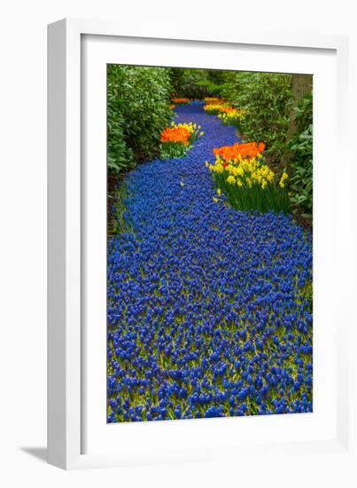 Blue River of Muscari Flowers-neirfy-Framed Photographic Print