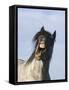 Blue Roan Wild Stallion Yawning, Pryor Mountains, Montana, USA-Carol Walker-Framed Stretched Canvas