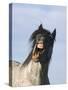 Blue Roan Wild Stallion Yawning, Pryor Mountains, Montana, USA-Carol Walker-Stretched Canvas