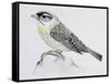 Blue Rock Thrush ((Monticola Solitarius), Muscicapidae-null-Framed Stretched Canvas