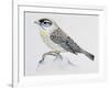 Blue Rock Thrush ((Monticola Solitarius), Muscicapidae-null-Framed Giclee Print