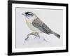 Blue Rock Thrush ((Monticola Solitarius), Muscicapidae-null-Framed Giclee Print