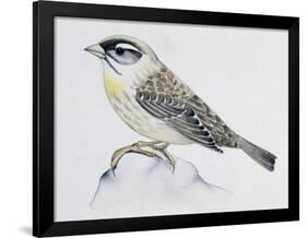 Blue Rock Thrush ((Monticola Solitarius), Muscicapidae-null-Framed Giclee Print