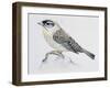 Blue Rock Thrush ((Monticola Solitarius), Muscicapidae-null-Framed Giclee Print