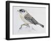 Blue Rock Thrush ((Monticola Solitarius), Muscicapidae-null-Framed Giclee Print