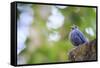 Blue Rock-Thrush (Monticola Solitarius) On Roof. Doi Pha Hom Pok NP. Chiang Mai Province. Thailand-Oscar Dominguez-Framed Stretched Canvas