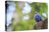 Blue Rock-Thrush (Monticola Solitarius) On Roof. Doi Pha Hom Pok NP. Chiang Mai Province. Thailand-Oscar Dominguez-Stretched Canvas