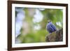 Blue Rock-Thrush (Monticola Solitarius) On Roof. Doi Pha Hom Pok NP. Chiang Mai Province. Thailand-Oscar Dominguez-Framed Photographic Print