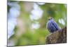 Blue Rock-Thrush (Monticola Solitarius) On Roof. Doi Pha Hom Pok NP. Chiang Mai Province. Thailand-Oscar Dominguez-Mounted Photographic Print