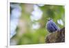 Blue Rock-Thrush (Monticola Solitarius) On Roof. Doi Pha Hom Pok NP. Chiang Mai Province. Thailand-Oscar Dominguez-Framed Photographic Print