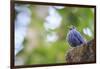 Blue Rock-Thrush (Monticola Solitarius) On Roof. Doi Pha Hom Pok NP. Chiang Mai Province. Thailand-Oscar Dominguez-Framed Photographic Print