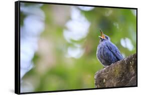 Blue Rock-Thrush (Monticola Solitarius) On Roof. Doi Pha Hom Pok NP. Chiang Mai Province. Thailand-Oscar Dominguez-Framed Stretched Canvas