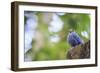 Blue Rock-Thrush (Monticola Solitarius) On Roof. Doi Pha Hom Pok NP. Chiang Mai Province. Thailand-Oscar Dominguez-Framed Photographic Print