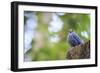 Blue Rock-Thrush (Monticola Solitarius) On Roof. Doi Pha Hom Pok NP. Chiang Mai Province. Thailand-Oscar Dominguez-Framed Photographic Print