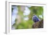 Blue Rock-Thrush (Monticola Solitarius) On Roof. Doi Pha Hom Pok NP. Chiang Mai Province. Thailand-Oscar Dominguez-Framed Photographic Print