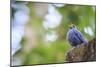 Blue Rock-Thrush (Monticola Solitarius) On Roof. Doi Pha Hom Pok NP. Chiang Mai Province. Thailand-Oscar Dominguez-Mounted Photographic Print