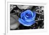 Blue Rose Photo Poster-null-Framed Photo