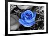 Blue Rose Photo Poster-null-Framed Photo