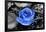 Blue Rose Photo Poster-null-Framed Photo