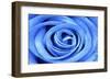 Blue Rose-Stephen Lebovits-Framed Giclee Print