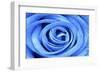 Blue Rose-Stephen Lebovits-Framed Giclee Print